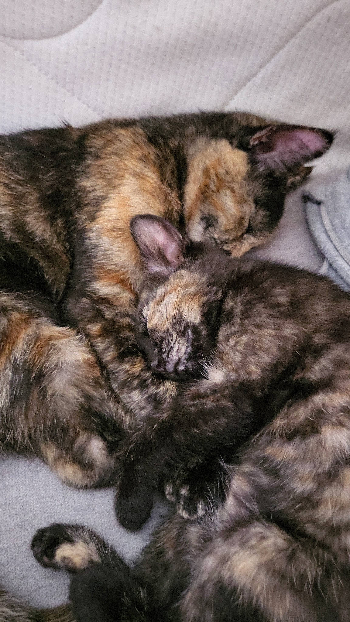 Molly participe au concours pour gagner de l'argent avec cette photo : carnivore, cat, claw, close_up, comfort, domestic_short_haired_cat, felidae, fur, nap, paw, sleep, small_to_medium_sized_cats, snout, tail, terrestrial_animal, whiskers