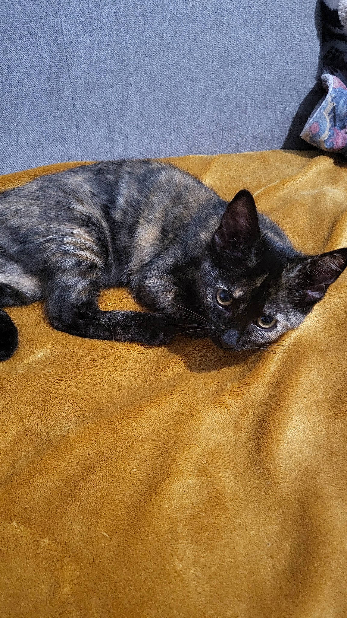 Molly participe au concours pour gagner de l'argent avec cette photo : black_cat, bombay, carnivore, cat, claw, comfort, dog_breed, domestic_short_haired_cat, felidae, flooring, fur, grey, hardwood, nap, paw, small_to_medium_sized_cats, snout, tail, terrestrial_animal, whiskers