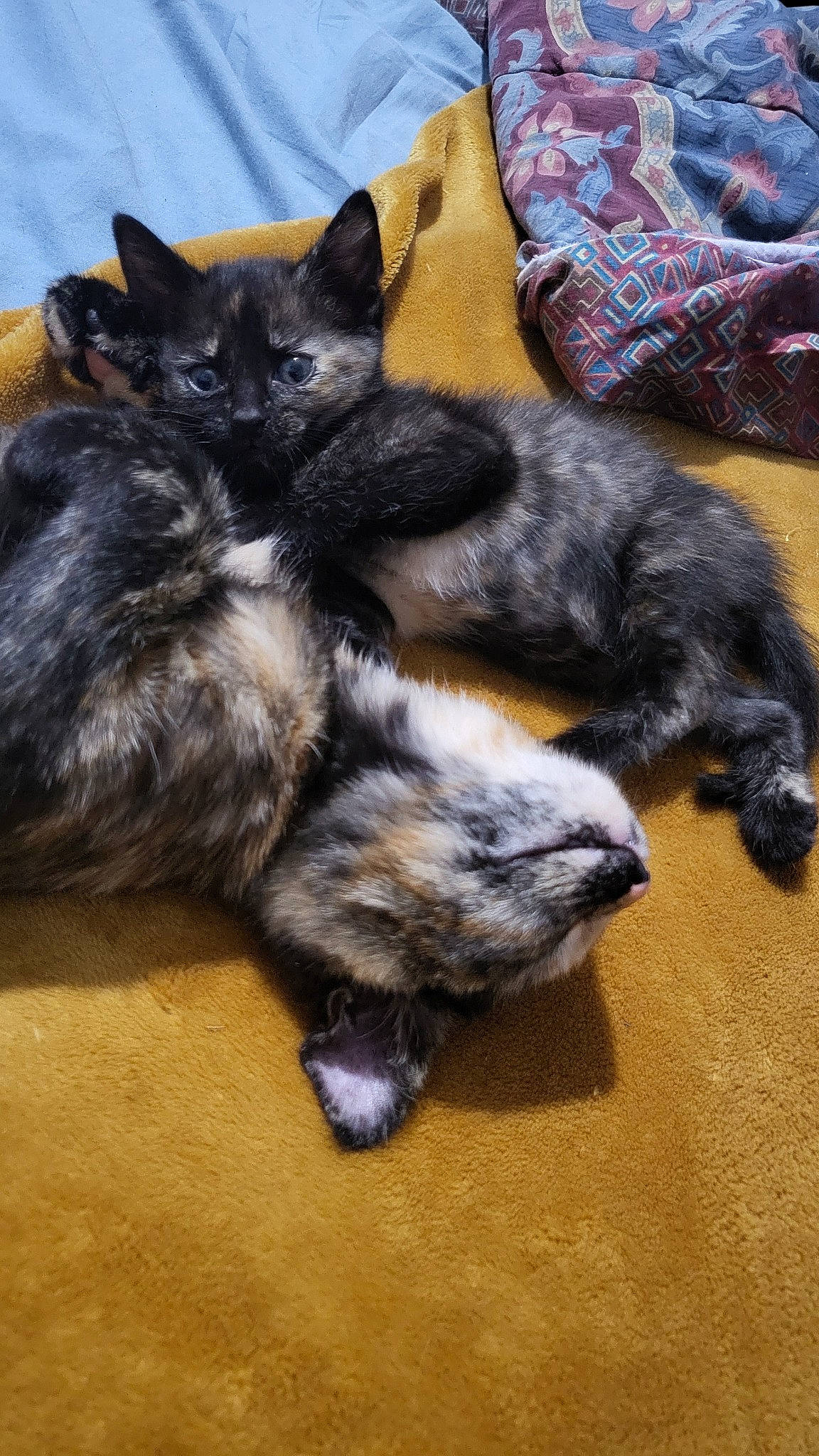 Molly a rejoint le concours — aidez-le/la à gagner de superbes lots ! carnivore, cat, claw, comfort, dog_breed, domestic_short_haired_cat, felidae, flooring, fur, grey, hardwood, nap, paw, small_to_medium_sized_cats, snout, sporting_group, tail, tartan, whiskers, wood