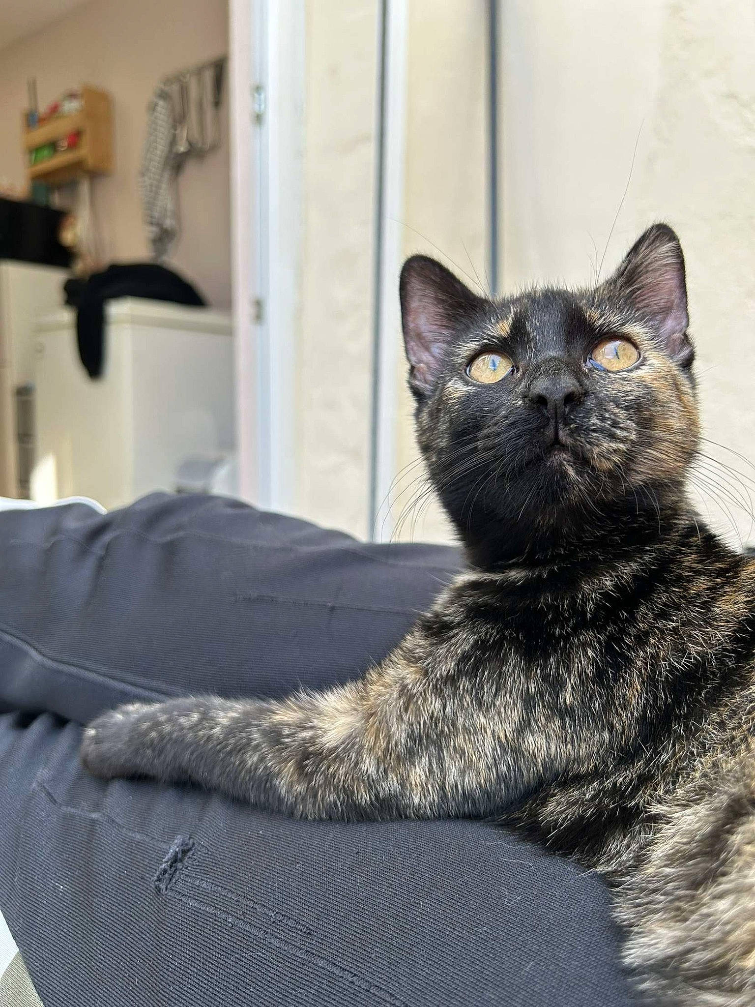 Molly a rejoint le concours — aidez-le/la à gagner de superbes lots ! black_cat, bombay, carnivore, cat, claw, comfort, domestic_short_haired_cat, felidae, fur, grey, monochrome_photography, paw, picture_frame, sitting, small_to_medium_sized_cats, snout, tail, terrestrial_animal, whiskers, window