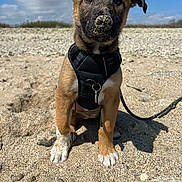 Kiera a rejoint le concours — aidez-le/la à gagner de superbes lots ! animal, beach, clouds, curious, cute, daytime, dog, ground, harness, leash, nature, outdoor, pet, portrait, puppy, sand, sitting, sky, sunny, young