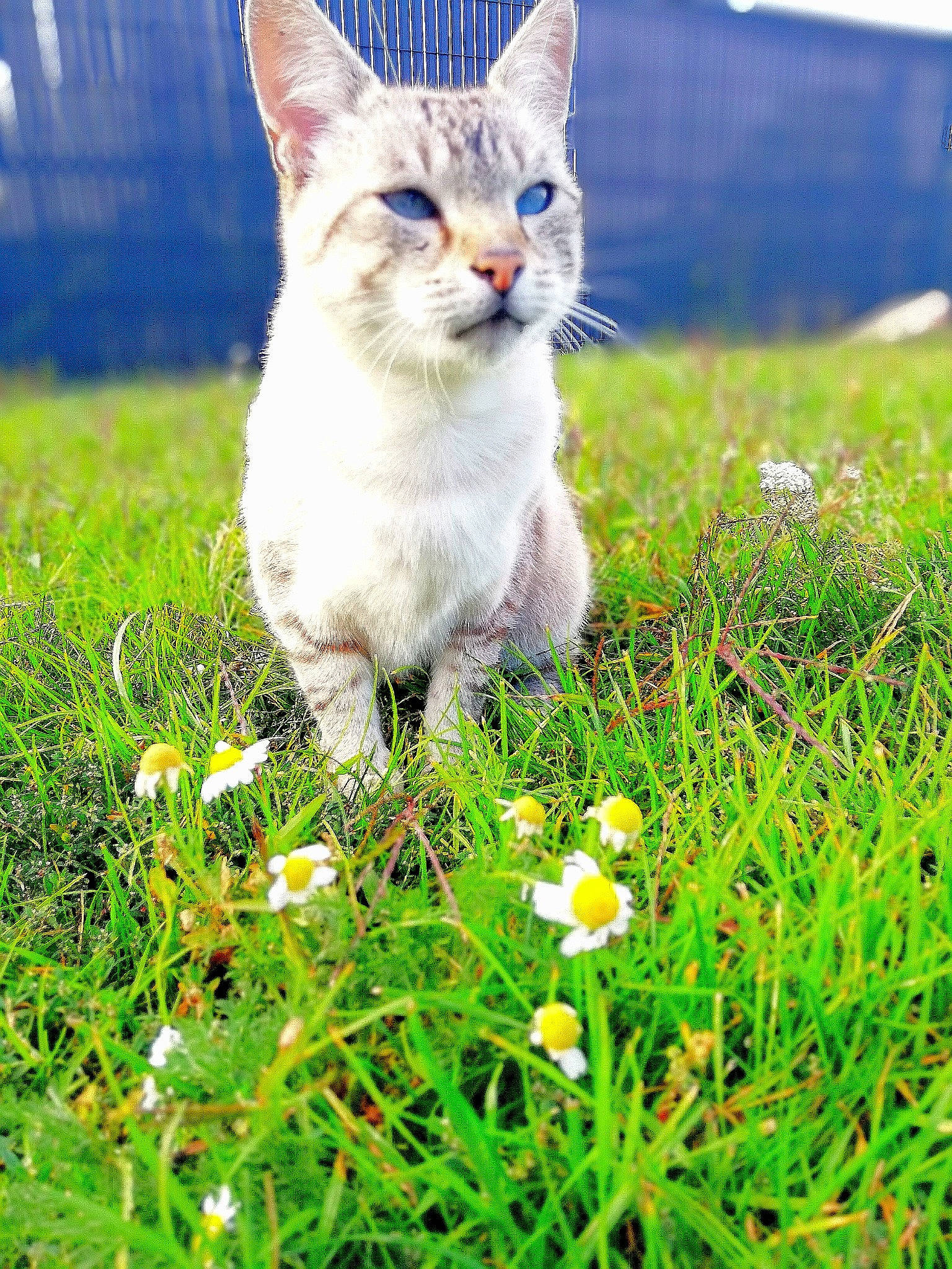 Gringo a rejoint le concours — aidez-le/la à gagner de superbes lots ! aegean_cat, american_wirehair, carnivore, cat, domestic_short_haired_cat, european_shorthair, fawn, felidae, grass, grass_family, kitten, lawn, plant, small_to_medium_sized_cats, whiskers