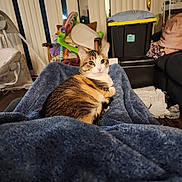 Freya. is registered to the contest to win money with this photo: cat, calico_cat, blanket, indoor, living_room, furniture, storage_bin, baby_gear, blanket_texture, flooring, curtains, soft_lighting, relaxing, pet, domestic_animal, cozy, clutter, seated, legs, home