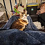 cat, calico_cat, blanket, indoor, living_room, furniture, storage_bin, baby_gear, blanket_texture, flooring, curtains, soft_lighting, relaxing, pet, domestic_animal, cozy, clutter, seated, legs, home