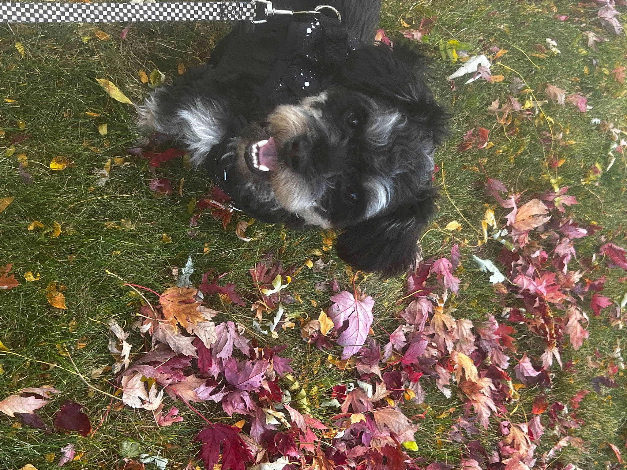 Legend is registered to the contest to win money with this photo: annual_plant, canidae, carnivore, companion_dog, dog, dog_breed, flower, flowering_plant, fur, garden, grass, groundcover, leaf, liver, petal, plant, shrub, sporting_group, tail, toy_dog