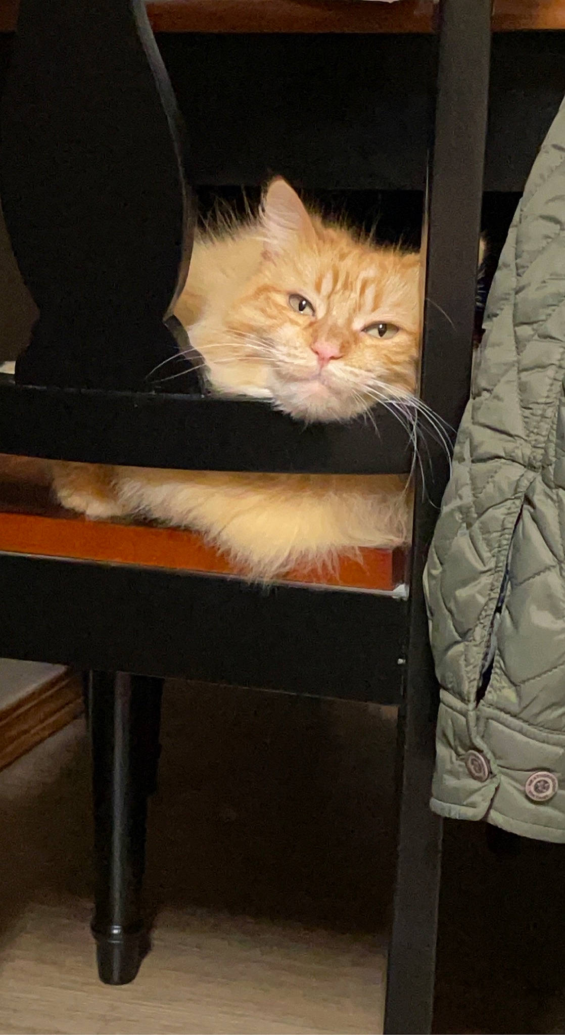 Diva joined the competition — help win amazing prizes! bench, box, cabinetry, carnivore, cat, chair, chest_of_drawers, comfort, drawer, fawn, felidae, fur, hardwood, sitting, small_to_medium_sized_cats, table, tail, whiskers, wood, wood_stain