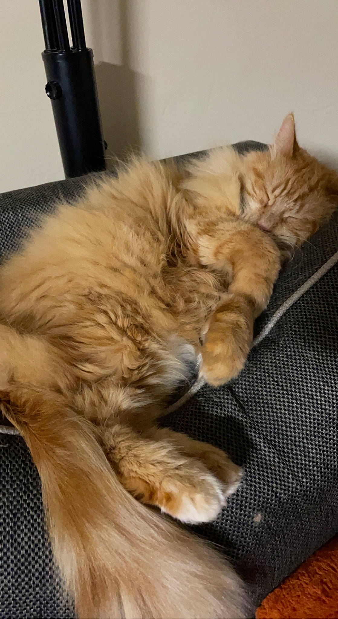 Diva joined the competition — help win amazing prizes! carnivore, cat, claw, comfort, companion_dog, fawn, felidae, fur, nap, paw, sleep, small_to_medium_sized_cats, snout, tail, whiskers