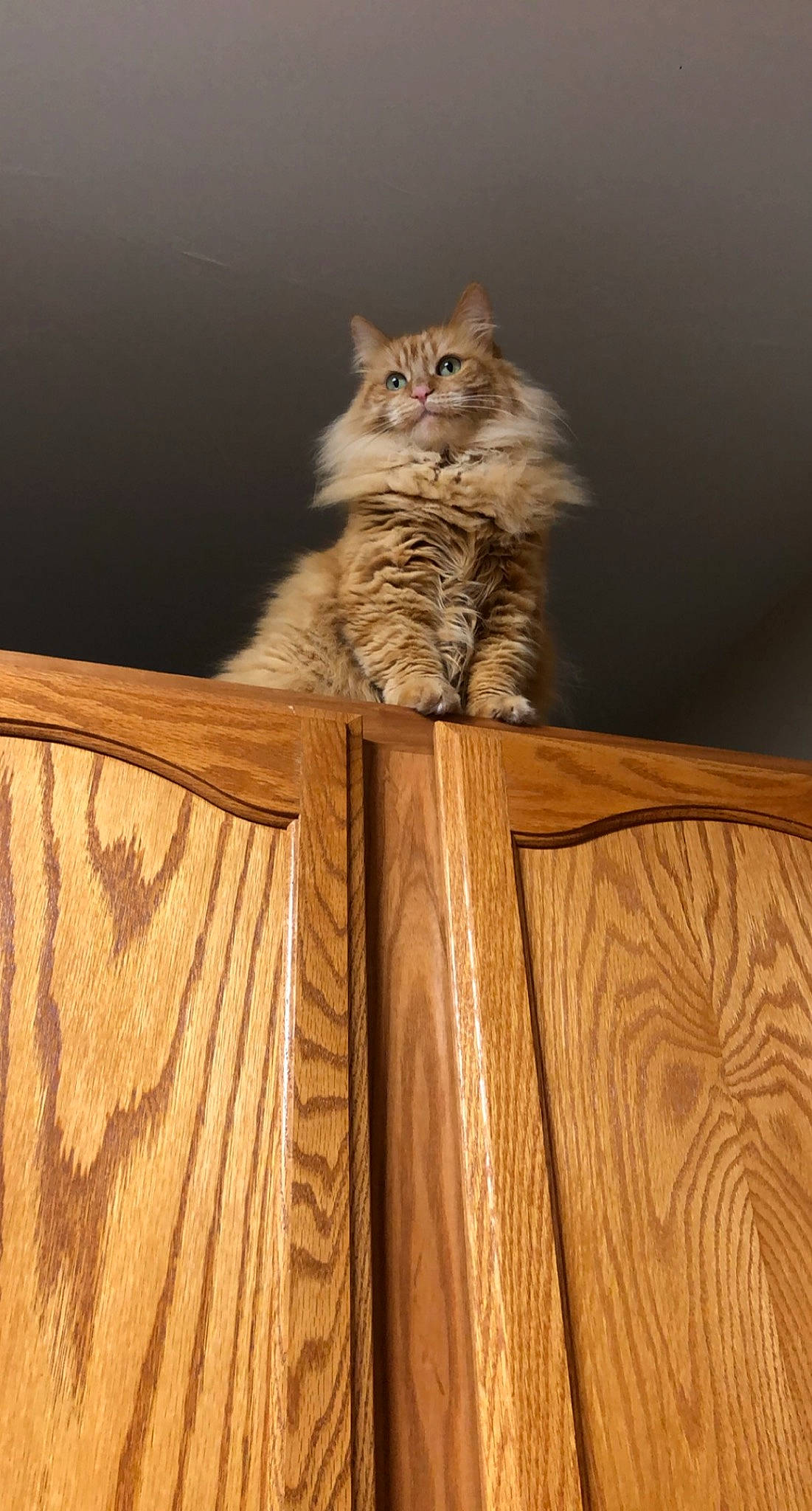 Diva is registered to the contest to win money with this photo: brown, cardboard, carnivore, cat, chair, domestic_short_haired_cat, fawn, felidae, fur, hardwood, plywood, shelf, sitting, small_to_medium_sized_cats, tail, terrestrial_animal, whiskers, wood, wood_stain