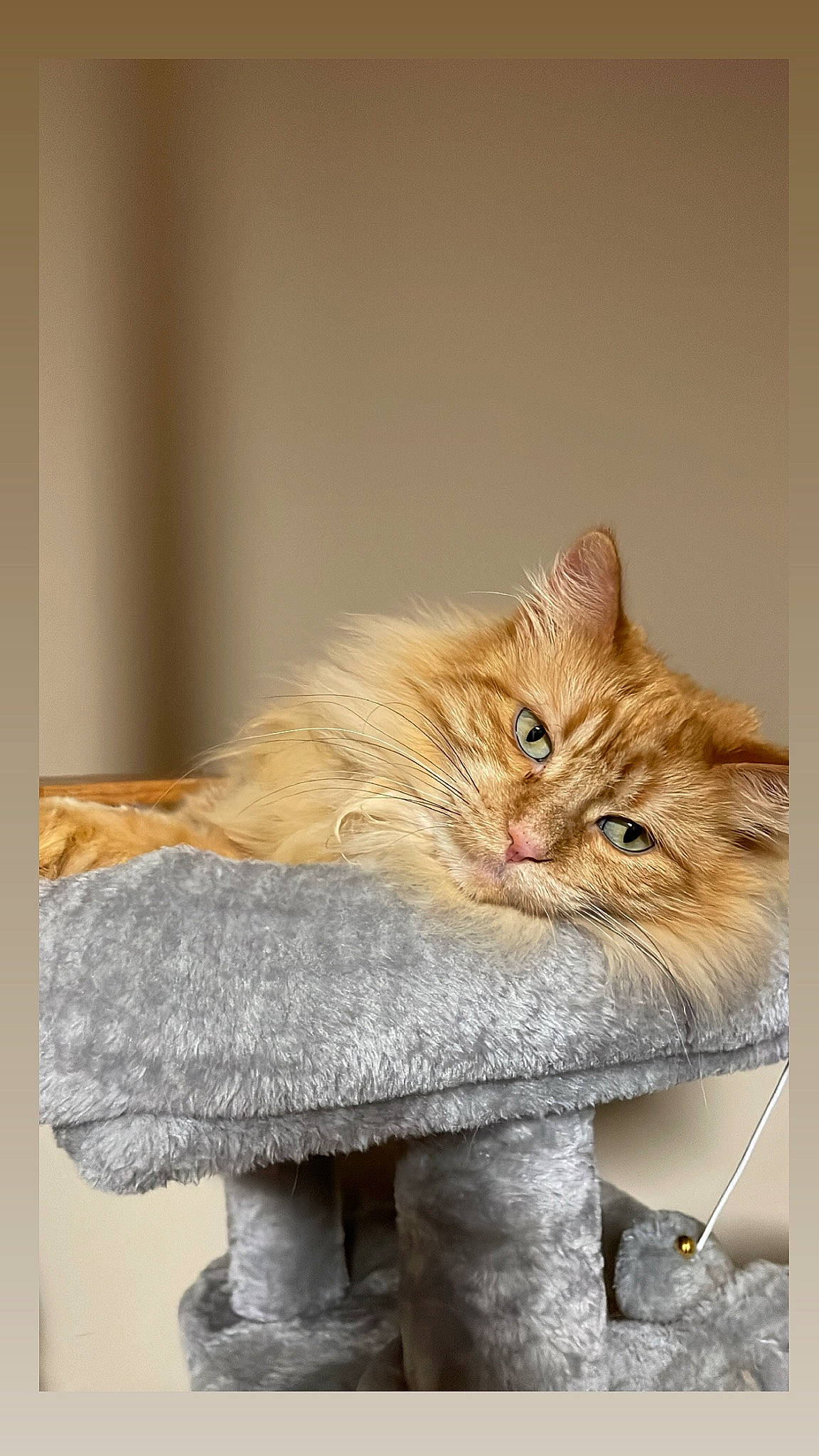 Diva is registered to the contest to win money with this photo: carnivore, cat, claw, domestic_short_haired_cat, drawer, fawn, felidae, fur, paw, peach, plant, room, small_to_medium_sized_cats, tail, whiskers, window, wood