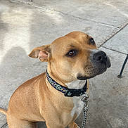 Stormi joined the competition — help win amazing prizes! dog, tan_dog, sitting, collar, chain_leash, concrete_floor, metal_chair, outdoor, patio, advertisement, bud_light, leash, pet, canine, fence, shadow, pavement, animal, resting, looking_up