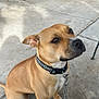 dog, tan_dog, sitting, collar, chain_leash, concrete_floor, metal_chair, outdoor, patio, advertisement, bud_light, leash, pet, canine, fence, shadow, pavement, animal, resting, looking_up