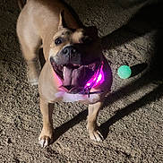 Stormy is registered to the contest to win money with this photo: animal, ball, brown_dog, canine, collar, dog, excited, face, glowing, happy, light, night, outdoor, paw, pet, playful, sand, shadow, tongue_out, toy