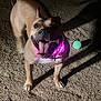 animal, ball, brown_dog, canine, collar, dog, excited, face, glowing, happy, light, night, outdoor, paw, pet, playful, sand, shadow, tongue_out, toy