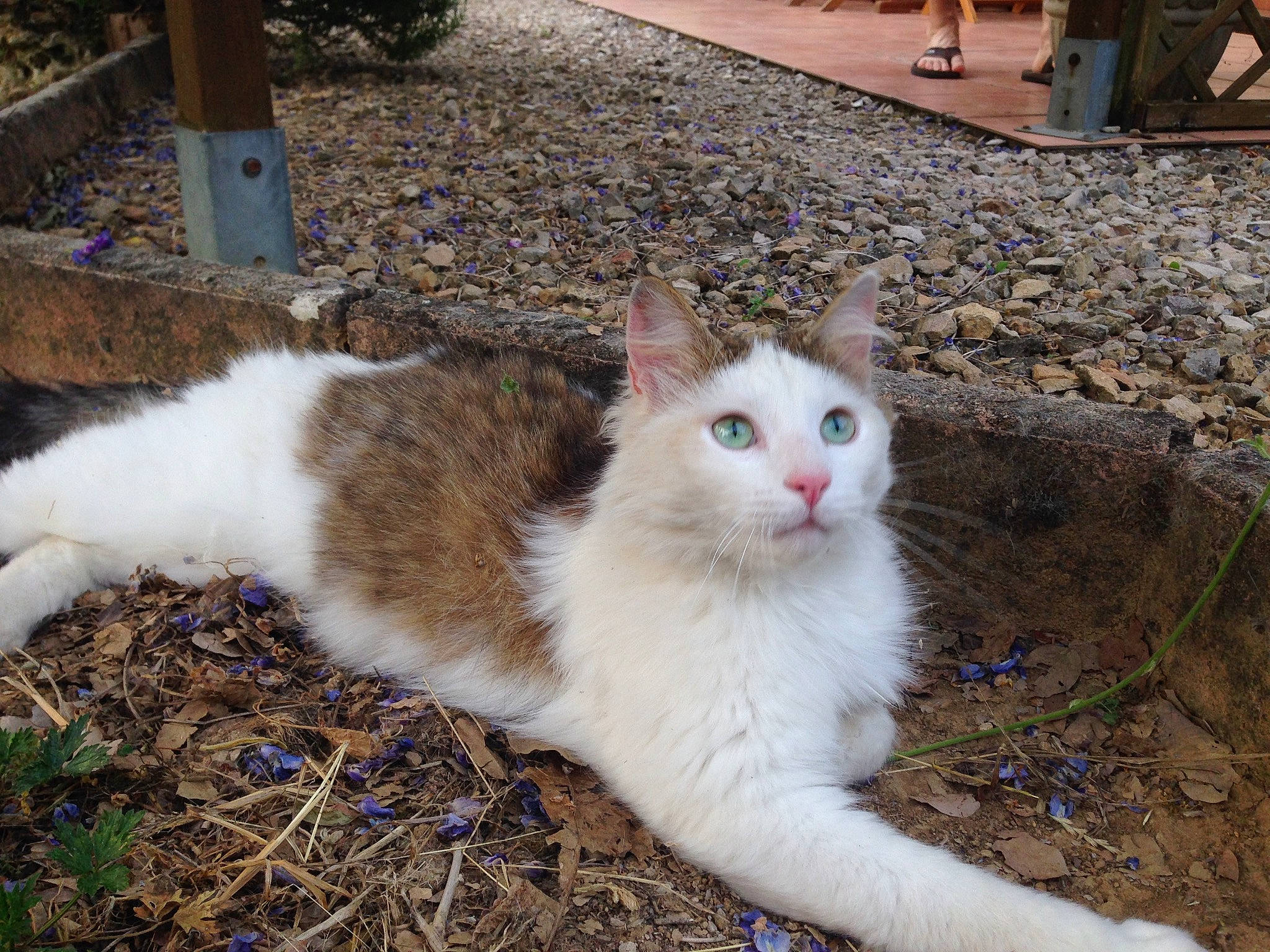 Bouboule a rejoint le concours — aidez-le/la à gagner de superbes lots ! aegean_cat, carnivore, cat, domestic_long_haired_cat, domestic_short_haired_cat, european_shorthair, eye, felidae, mammal, polydactyl_cat, small_to_medium_sized_cats, tail, turkish_angora, turkish_van, vertebrate, whiskers