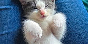 Teddy is registered to the contest to win money with this photo: kitten, cat, sleeping, pet, animal, fur, cute, paws, lap, jeans, blue, white, gray, relaxed, domestic_animal, whiskers, small, adorable, resting, cozy