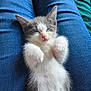 kitten, cat, sleeping, pet, animal, fur, cute, paws, lap, jeans, blue, white, gray, relaxed, domestic_animal, whiskers, small, adorable, resting, cozy