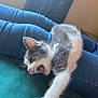 Teddy joined the competition — help win amazing prizes! kitten, cat, gray, white, paw, stretching, mouth_open, teeth, whiskers, blue_jeans, person, legs, indoor, feline, pet, resting, teal_surface, fur, cute, playful