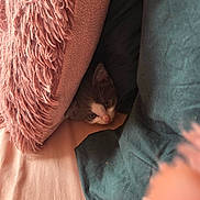 Teddy is registered to the contest to win money with this photo: kitten, cat, pet, blanket, pillow, cozy, soft, fur, cute, resting, indoor, animal, small, sleepy, curious, hidden, bed, comfort, domestic, young