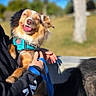 Sedona joined the competition — help win amazing prizes! dog, happy, smiling, harness, leash, person, hand, outdoor, daylight, park, tree, grass, blue_sky, pet, canine, companion, animal, playful, cute, joyful