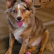 Sedona joined the competition — help win amazing prizes! dog, pet, toy, bone, carpet, indoor, ears, tongue, happy, brown, white, fur, animal, playful, box, cardboard, sitting, floor, cute, domestic