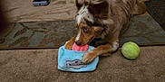 Sedona joined the competition — help win amazing prizes! accessories, animal, bag, ball, canine, couch, dog, football, handbag, hardwood, hound, pet, puppy, soccer, soccerball, sphere, sport, tennis, tennisball, wood
