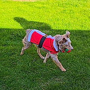 Sedona joined the competition — help win amazing prizes! animal, ball, canine, costume, daylight, dog, ears, fun, fur, grass, green, holiday, nature, outdoor, pet, playing, red, running, shadow, white