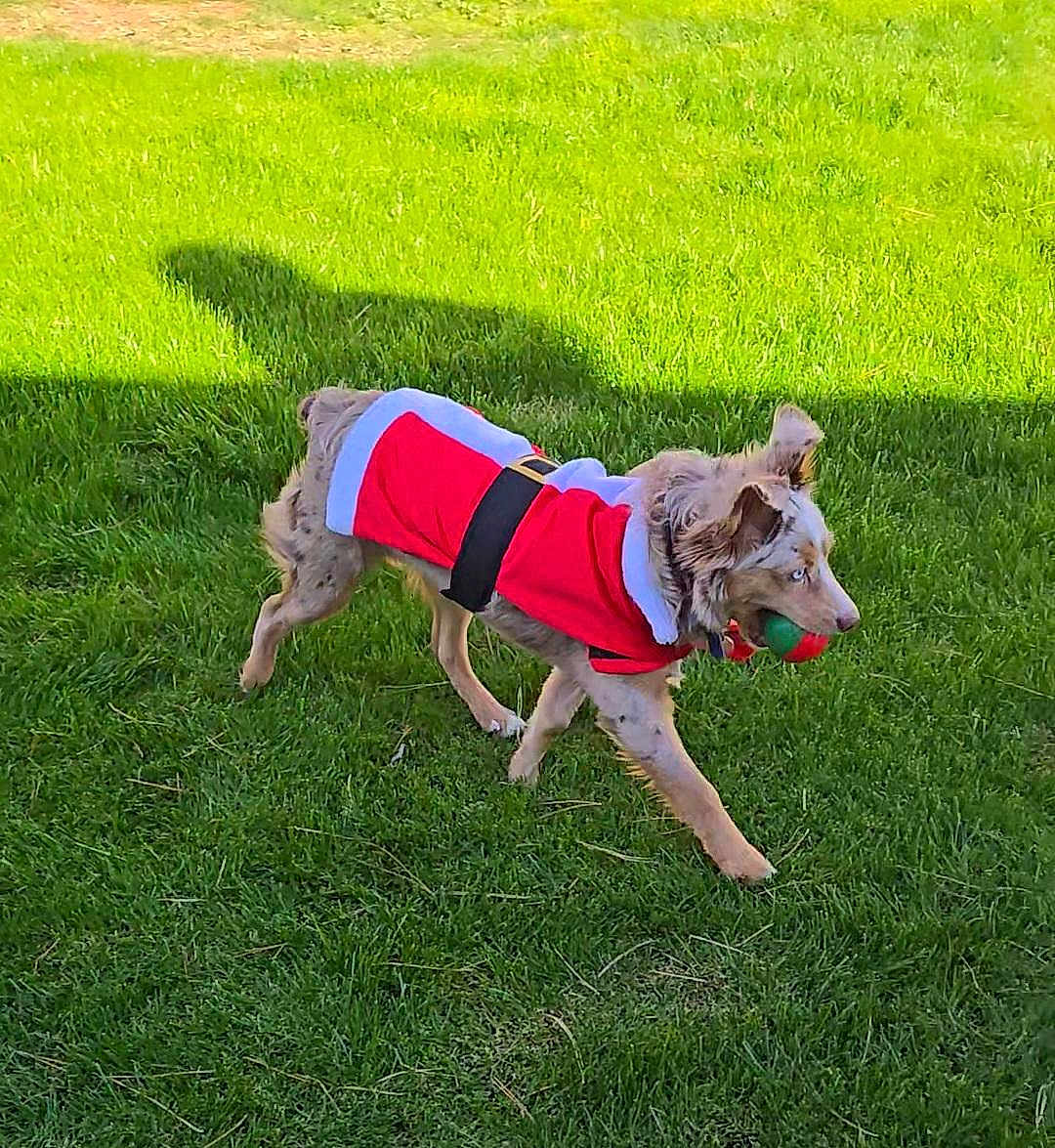 Sedona joined the competition — help win amazing prizes! animal, ball, canine, costume, daylight, dog, ears, fun, fur, grass, green, holiday, nature, outdoor, pet, playing, red, running, shadow, white