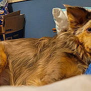 Sedona joined the competition — help win amazing prizes! animal, bed, blanket, blue_pillow, brown_fur, canine, cardboard_boxes, close_up, cozy, dog, furniture, household, indoor, laying_down, long_fur, pet, pillow, relaxing, resting, wall