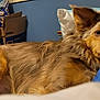 animal, bed, blanket, blue_pillow, brown_fur, canine, cardboard_boxes, close_up, cozy, dog, furniture, household, indoor, laying_down, long_fur, pet, pillow, relaxing, resting, wall