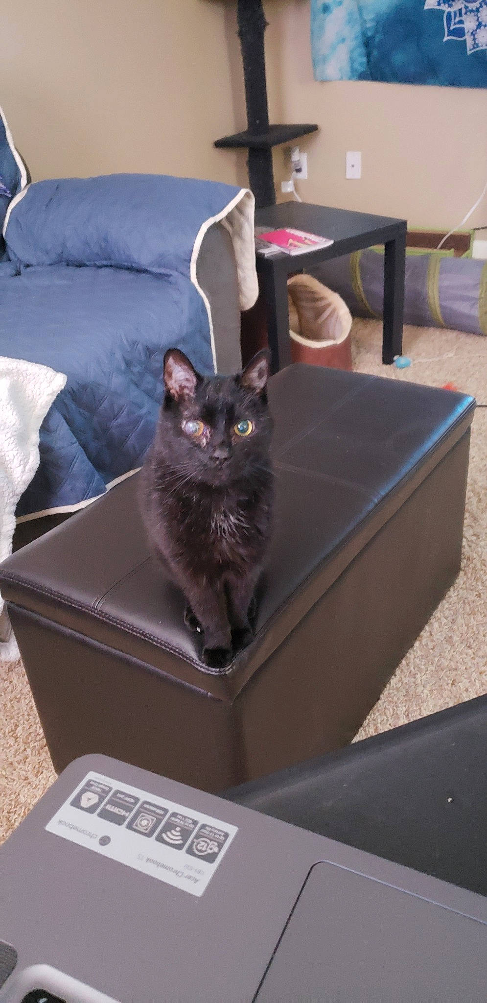 Beamer is registered to the contest to win money with this photo: asian, box, carnivore, cat, chartreux, domestic_short_haired_cat, european_shorthair, felidae, kitten, korat, nebelung, russian_blue, small_to_medium_sized_cats, table, whiskers