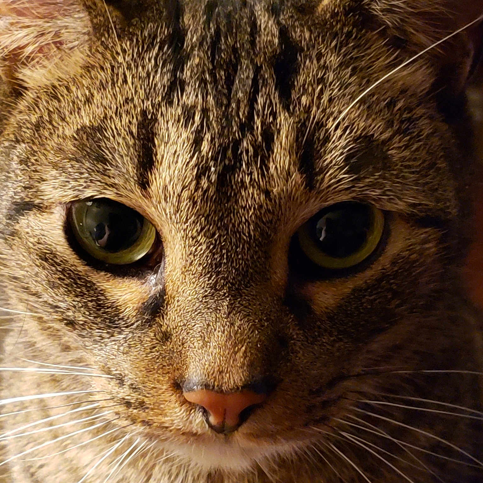 Fonzie