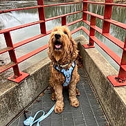 Evie joined the competition — help win amazing prizes! dog, leash, harness, metal_grate, red_railings, river, trees, outdoor, pet, canine, brown_fur, happy, sitting, nature, water, cloudy_sky, animal, guard_rail, fall_leaves, park