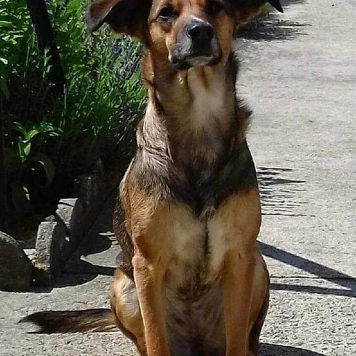 Angele