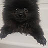 Oso joined the competition — help win amazing prizes! puppy, dog, bathtub, wet, black_fur, pet, animal, cute, bath_time, fur, small_dog, indoors, looking_up, front_paws, bathroom, curious, playful, young_dog, close_up, water_drops