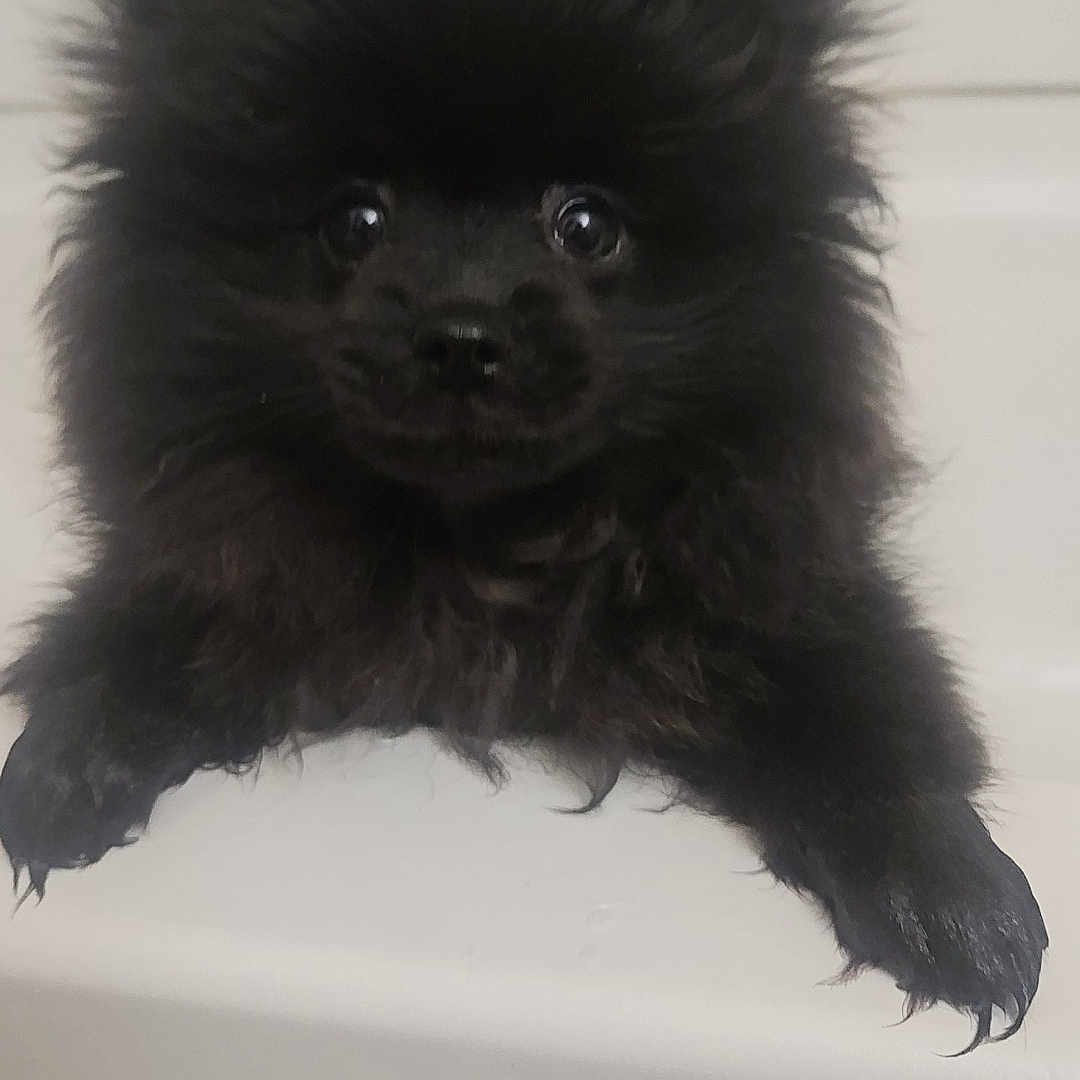 Oso joined the competition — help win amazing prizes! puppy, dog, bathtub, wet, black_fur, pet, animal, cute, bath_time, fur, small_dog, indoors, looking_up, front_paws, bathroom, curious, playful, young_dog, close_up, water_drops