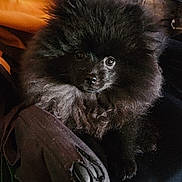 Oso joined the competition — help win amazing prizes! dog, puppy, pomeranian, black_fur, fluffy, pet, animal, chair, indoor, cute, small, fur, eyes, looking, cozy, domestic, resting, seat, worn_out, curious