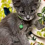 Pozole is registered to the contest to win money with this photo: animal, bell, blanket, collar, cute, ears, eyes, feline, fur, gray_cat, green, indoor, kitten, pattern, pet, resting, whiskers, white, yellow, young_cat