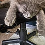 animal, carpet, cat, chair_wheels, cozy, cute, domestic_animal, feline, fur, gray_cat, home, indoor, napping, office_chair, paws, pet, relaxation, resting, sleeping, whiskers