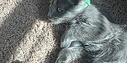 Pozole joined the competition — help win amazing prizes! carpet, cat, closeup, cozy, curious, cute, feline, fur, gray_fur, green_collar, indoor, kitten, laying_down, paw, pet, relaxed, shadow, sunlight, whiskers, young_animal