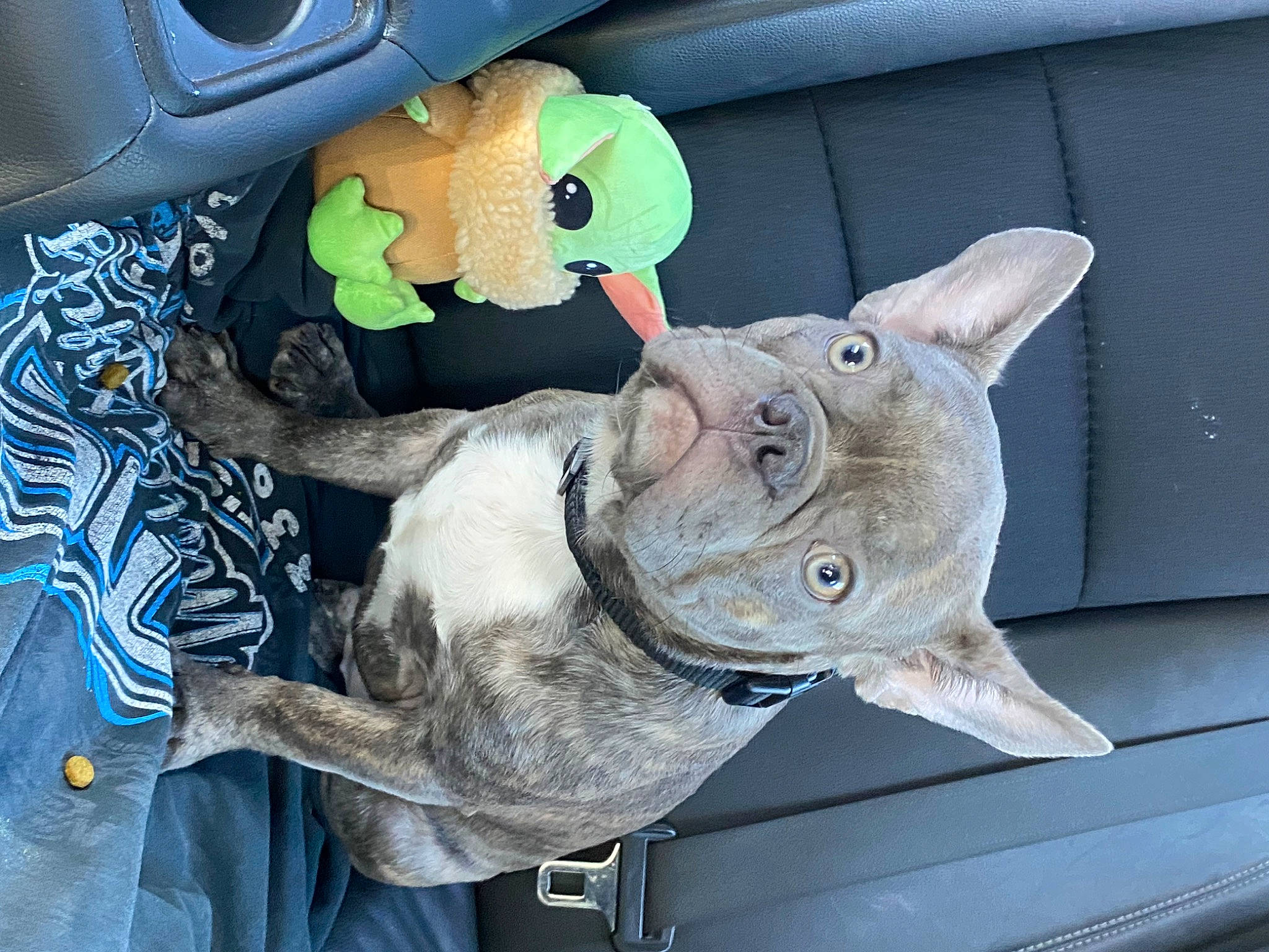 Turbo is registered to the contest to win money with this photo: auto_part, car, car_seat, comfort, family_car, fawn, felidae, fur, motor_vehicle, plant, plush, snout, steering_wheel, stuffed_toy, toy, vehicle, vehicle_door, whiskers, window, working_animal