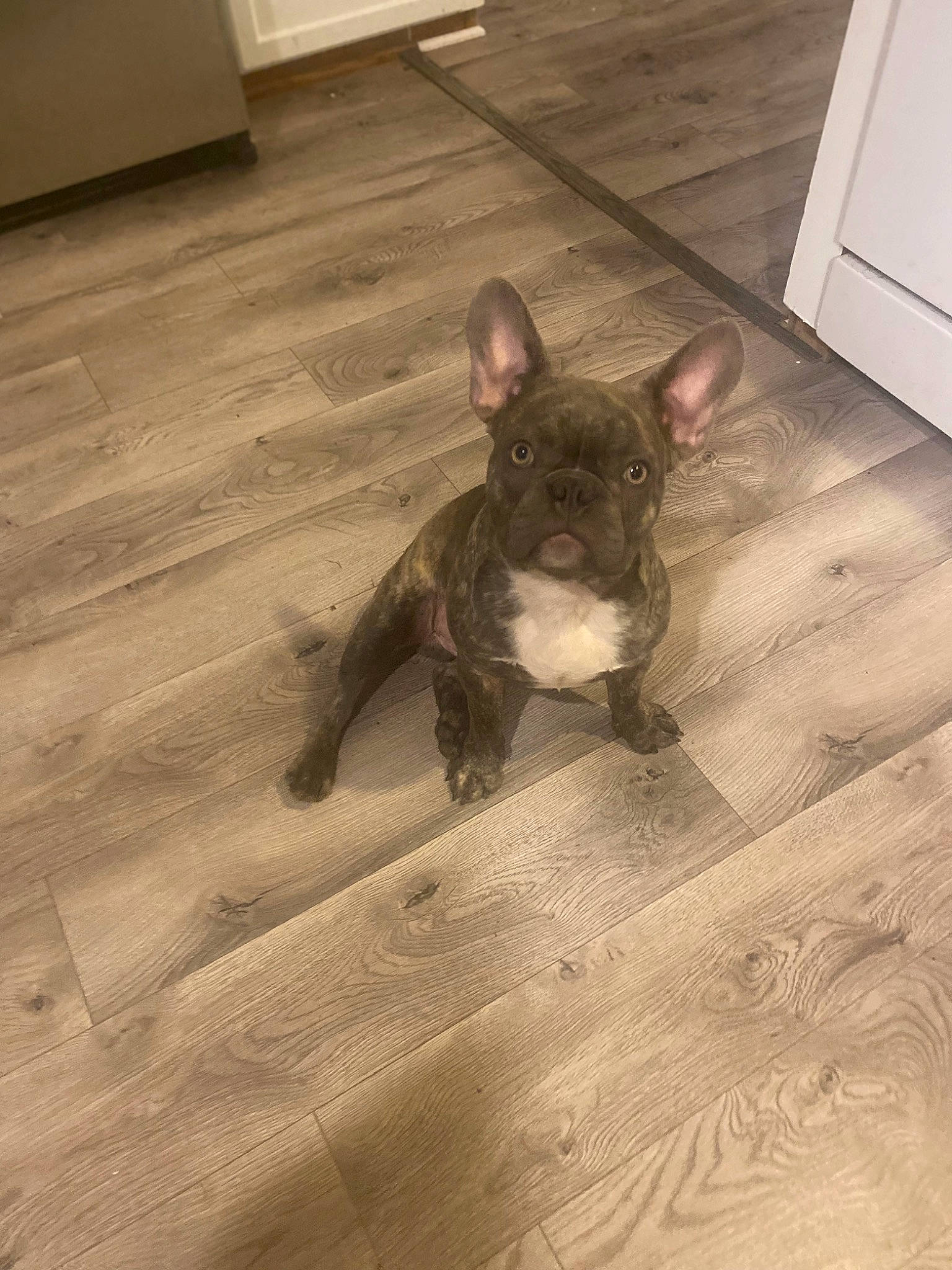 Turbo joined the competition — help win amazing prizes! brown, bulldog, carnivore, comfort, companion_dog, dog, dog_breed, fawn, felidae, floor, flooring, hardwood, liver, snout, sporting_group, tail, toy_dog, whiskers, wood, working_animal