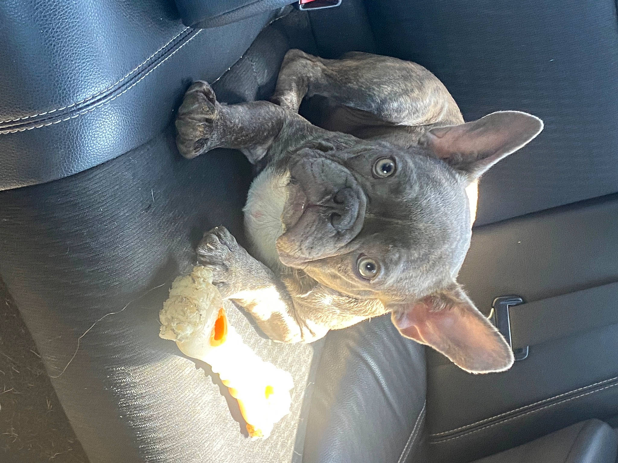 Turbo is registered to the contest to win money with this photo: auto_part, carmine, ear, electric_blue, metal, toy, whiskers