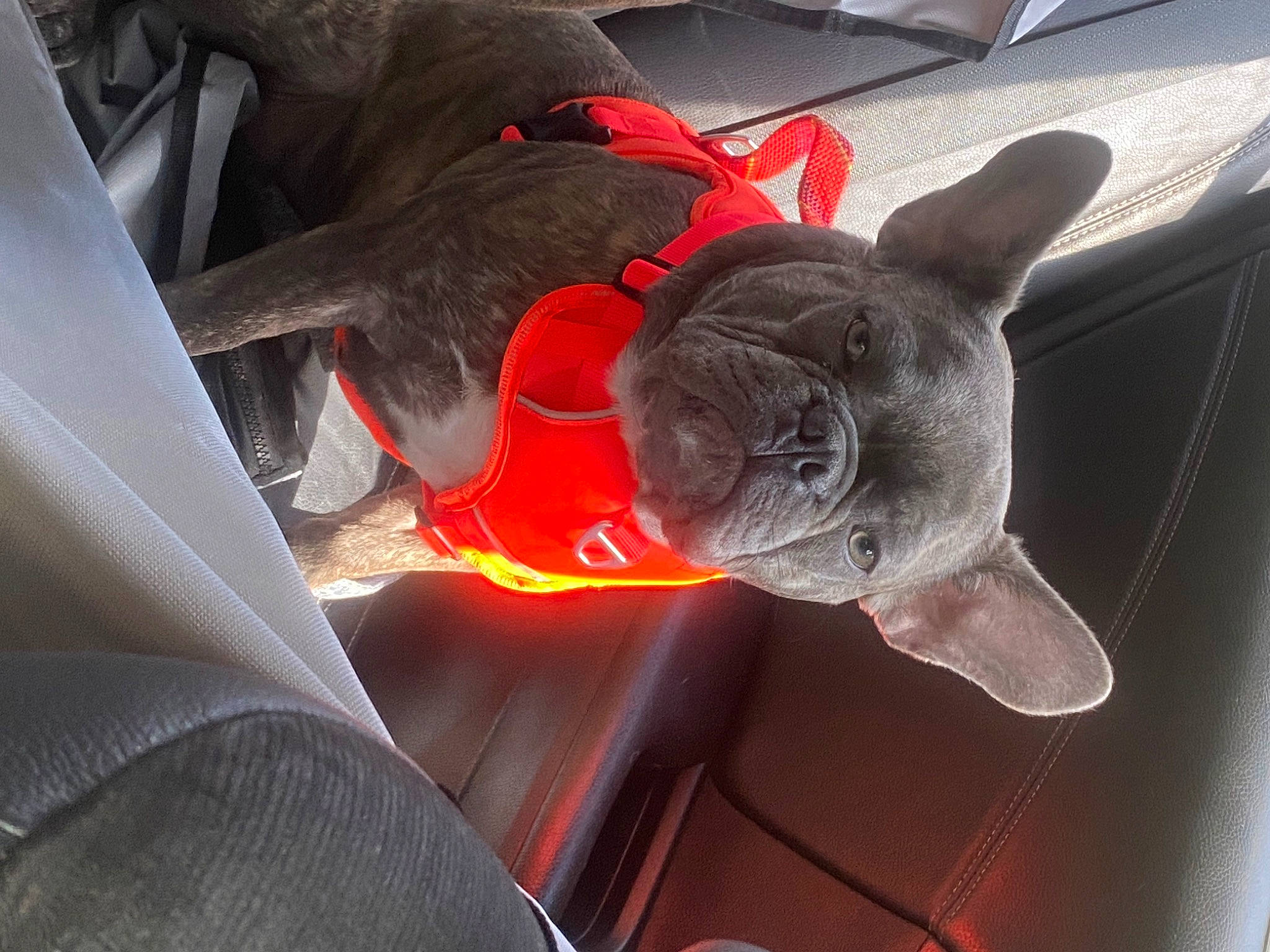 Turbo is registered to the contest to win money with this photo: auto_part, automotive_design, automotive_exterior, automotive_lighting, automotive_tire, automotive_wheel_system, bumper, car, carnivore, dog, dog_breed, hood, metal, motor_vehicle, snout, sporting_group, toy, trunk, vehicle, vehicle_door