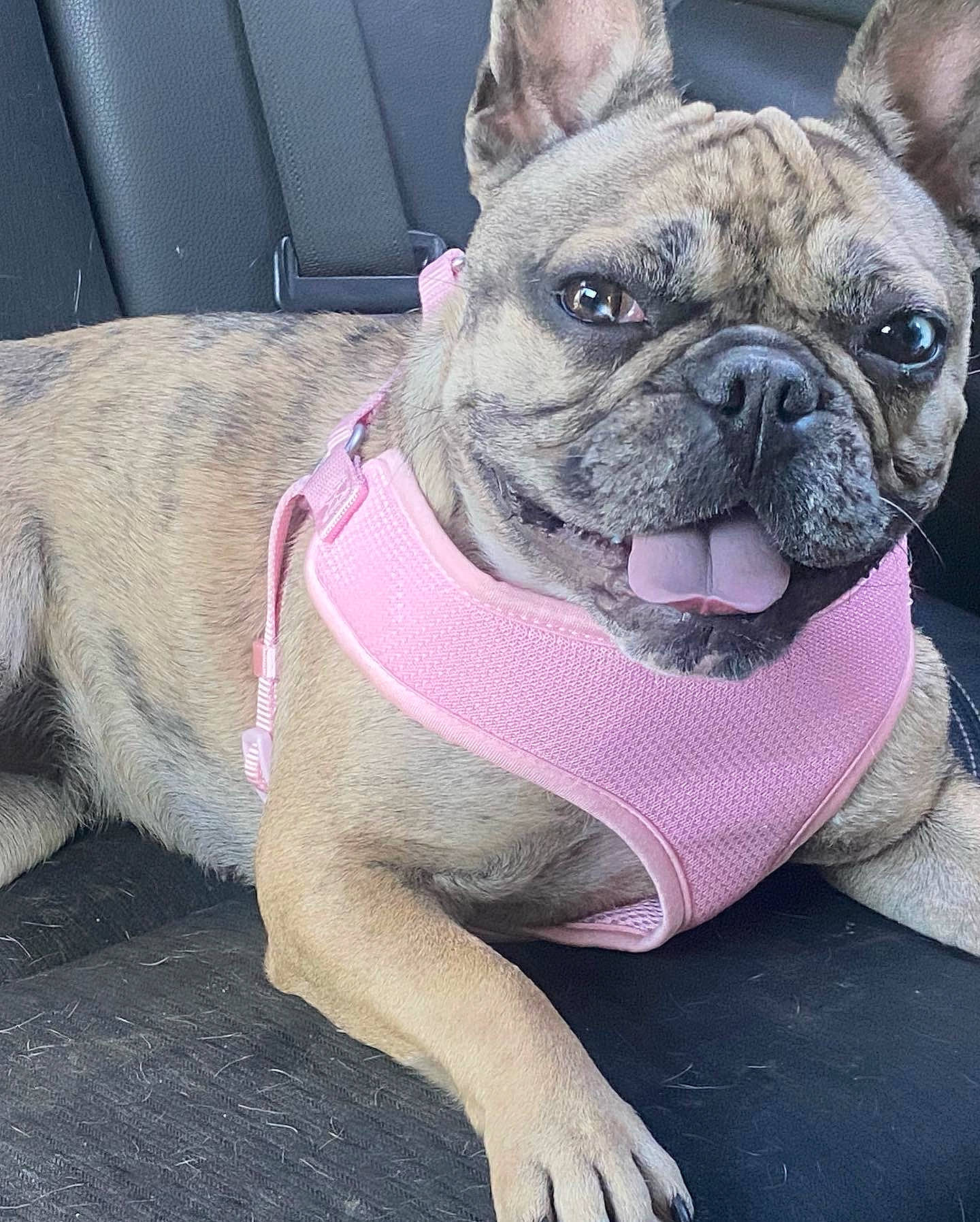 Oakley joined the competition — help win amazing prizes! ancient_dog_breeds, bulldog, canidae, carnivore, collar, companion_dog, dog, dog_breed, dog_collar, electric_blue, fawn, leash, pink, puppy, snout, terrestrial_animal, toy_dog, whiskers, working_animal, wrinkle