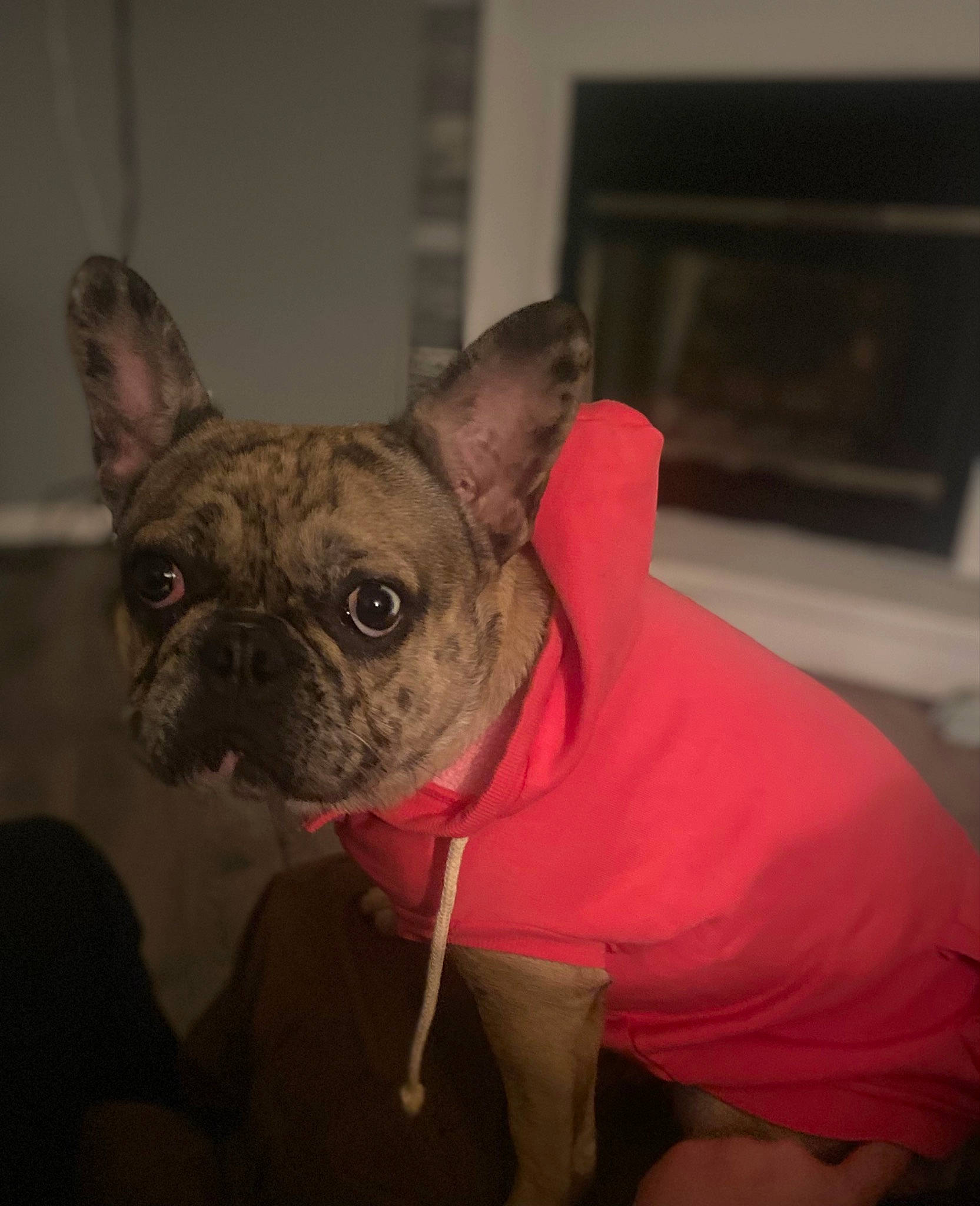 Oakley is registered to the contest to win money with this photo: bulldog, canidae, carmine, carnivore, collar, companion_dog, dog, dog_breed, dog_collar, ear, fawn, french_bulldog, kitchen_appliance, snout, sporting_group, terrestrial_animal, toy_dog, whiskers, working_animal, wrinkle