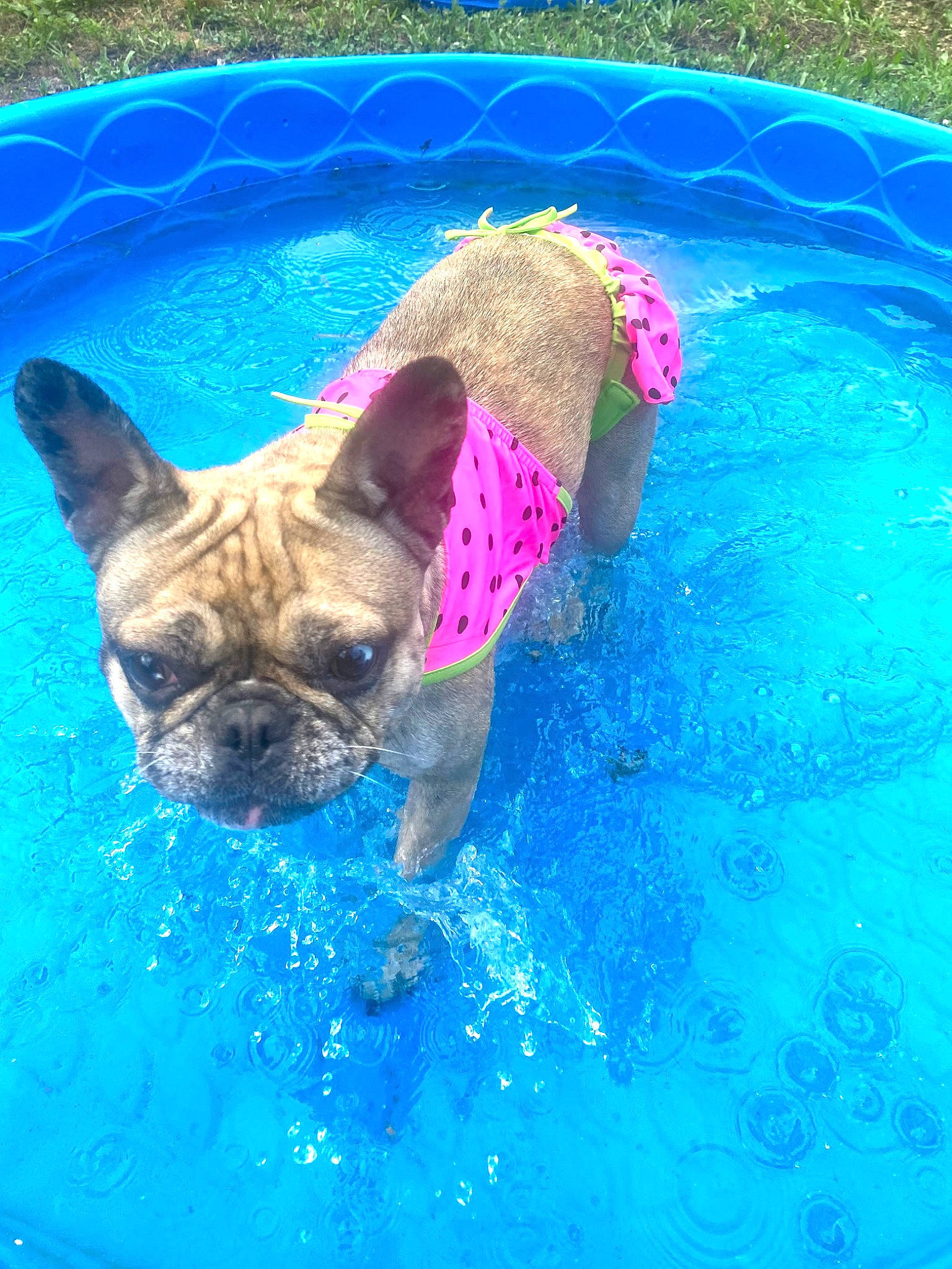 Oakley is registered to the contest to win money with this photo: azure, blue, canidae, carnivore, companion_dog, dog, dog_breed, electric_blue, fawn, fun, grass, leisure, snout, sporting_group, terrestrial_animal, toy_dog, water, whiskers, wildlife, working_animal