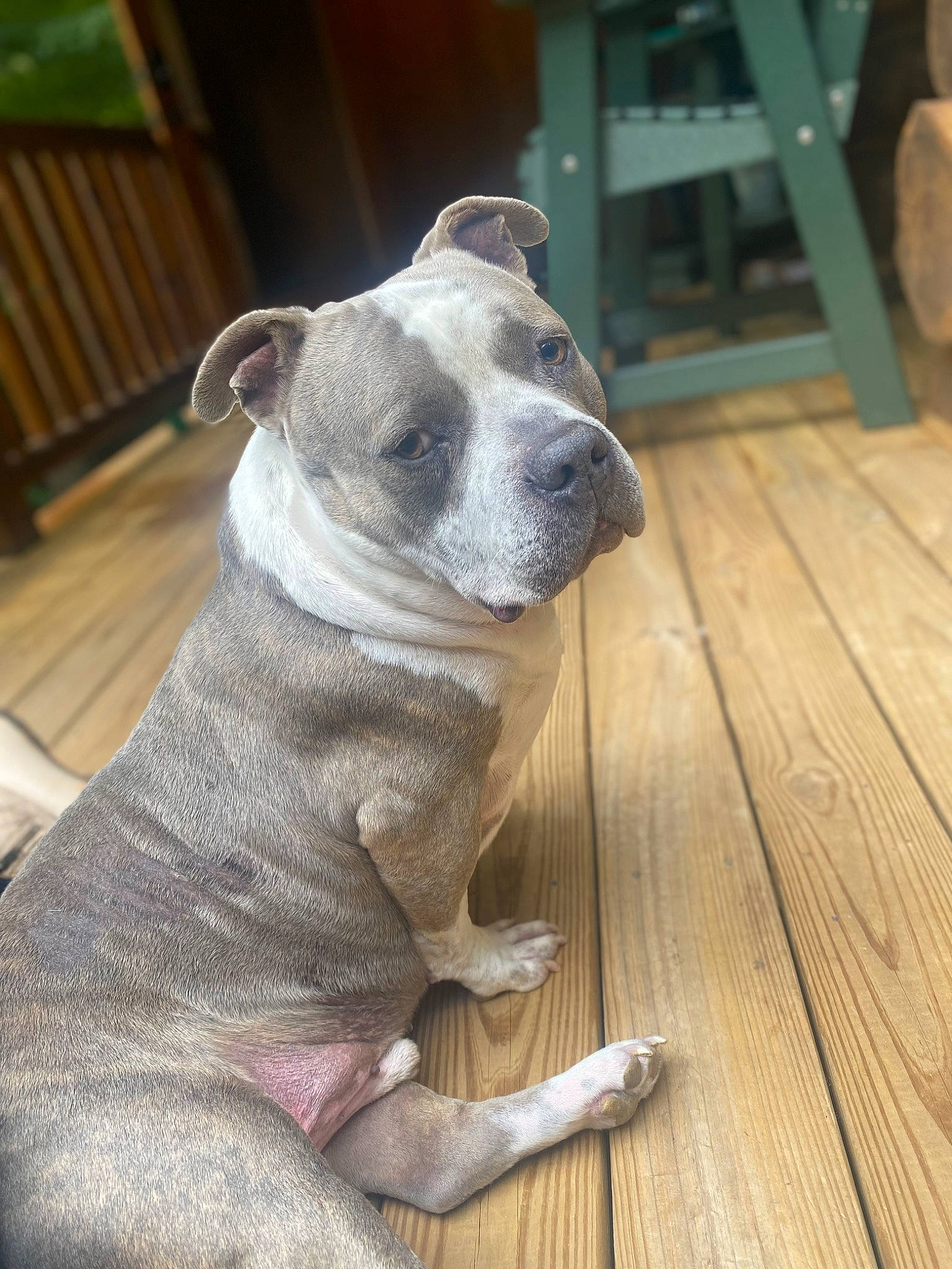 Smoke joined the competition — help win amazing prizes! canidae, carnivore, collar, companion_dog, dog, dog_breed, dog_collar, fawn, flooring, hardwood, pet_supply, plank, sculpture, sporting_group, tail, terrestrial_animal, whiskers, wood, wood_stain, working_animal