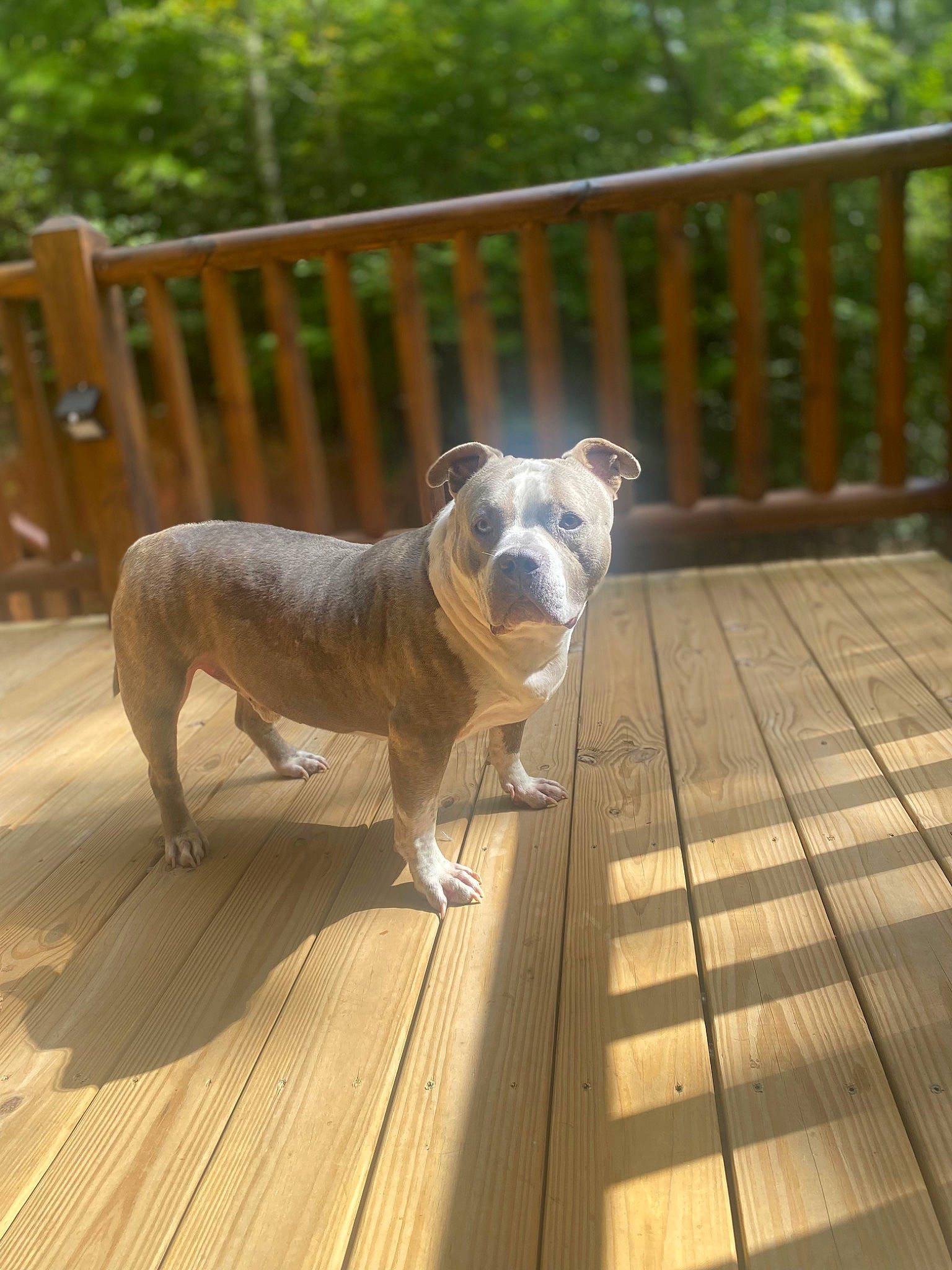 Smoke is registered to the contest to win money with this photo: canidae, carnivore, companion_dog, dog, dog_breed, fawn, fence, flooring, grass, hardwood, plank, plant, snout, sporting_group, tail, tree, wood, wood_flooring, wood_stain, working_animal