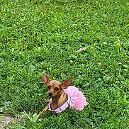 Star is registered to the contest to win money with this photo: dog, grass, greenery, pet, outdoor, dress, pink, small_dog, chihuahua, soccer_ball, nature, animal, cute, resting, summer, field, playful, ears, ground, leisure