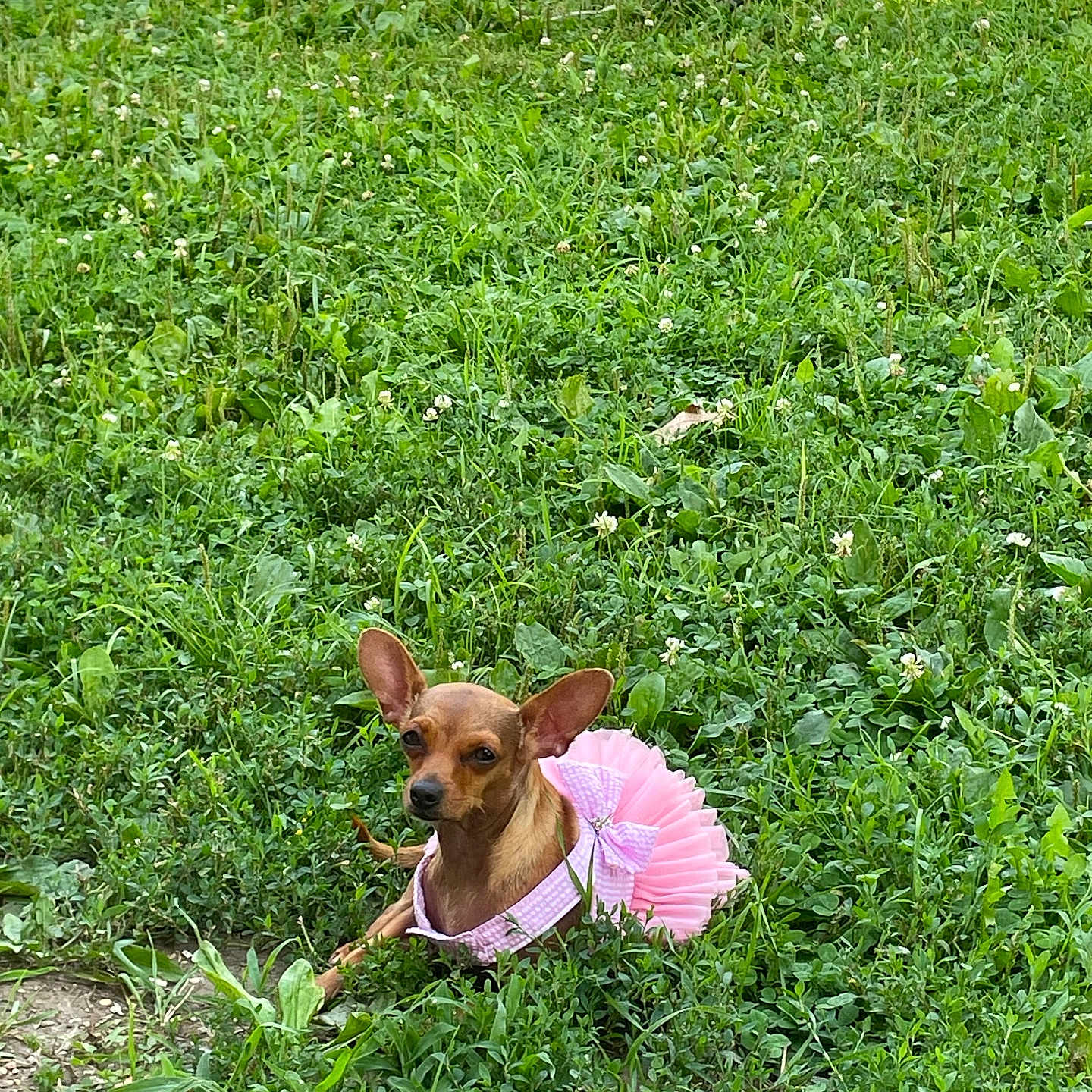Star is registered to the contest to win money with this photo: animal, chihuahua, cute, dog, dress, ears, field, grass, greenery, ground, leisure, nature, outdoor, pet, pink, playful, resting, small_dog, soccer_ball, summer